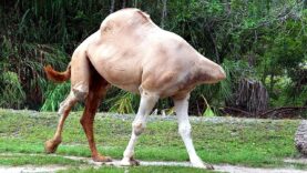 25-Animals-That-Asked-People-for-Help-Kindness-attachment