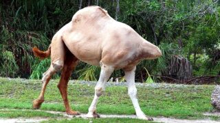 25-Animals-That-Asked-People-for-Help-Kindness-attachment