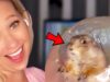 Best-Animals-News-Bloopers-2020-attachment