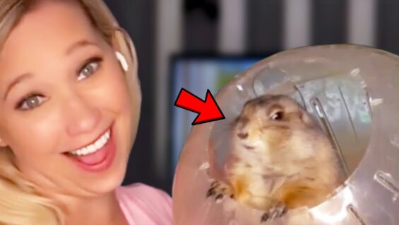 Best-Animals-News-Bloopers-2020-attachment