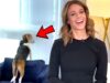 Best-Animals-Work-From-Home-News-Bloopers-attachment