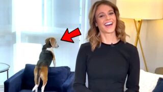 Best-Animals-Work-From-Home-News-Bloopers-attachment